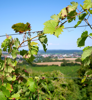 Den Wein immer im Blick im Weinsüden Weinort Oberderdingen | © Kraichgau-Stromberg Tourismus e.V.