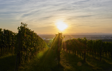 Sonnenuntergang in den Weinbergen | Bad Schönborn | © Kraichgau-Stromberg Tourismus e.V.