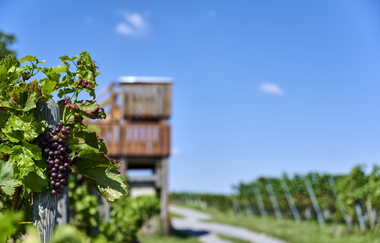 Aussichtskanzel in den Weinbergen | Kürnbach | © Kraichgau-Stromberg Tourismus e.V.