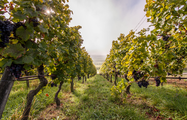 Weinregion Stromberg | © Kraichgau-Stromberg Tourismus e.V.