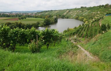 Kirchheimer Weinterrassen