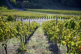 3B-Land: Steillagen-Tour | © Land der 1000 Hügel - Kraichgau-Stromberg