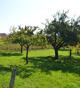 Auf dem Steinichweg in Ebenheid | © Stadt Freudenberg