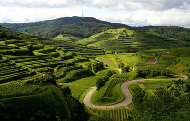 Badische Weinstraße | Weinerlebnis zwischen Schwarzwald und Rhein (Hauptroute) | © Schwarzwald Tourismus GmbH