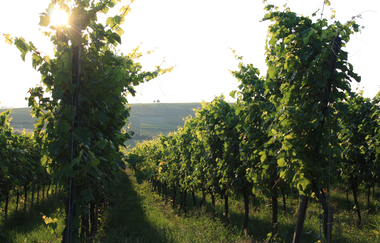 Badische Weinstraße | Weinerlebnis zwischen Schwarzwald und Rhein (Hauptroute) | © Schwarzwald Tourismus GmbH