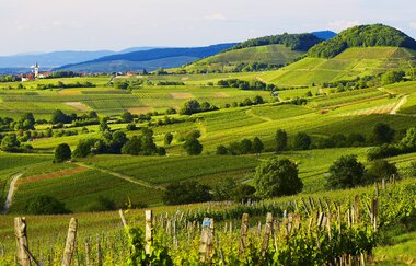 Badische Weinstraße | Weinerlebnis zwischen Schwarzwald und Rhein (Hauptroute) | © Schwarzwald Tourismus GmbH