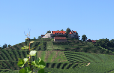 Badische Weinstraße | Weinerlebnis zwischen Schwarzwald und Rhein (Hauptroute) | © Schwarzwald Tourismus GmbH