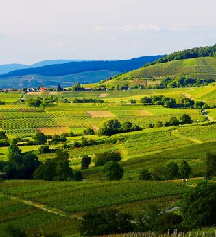 Badischer Weinradweg - Etappe 1: Markgräflerland | © Werbegemeinschaft Markgräflerland GmbH