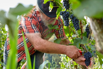 Badischer Weinradweg - Etappe 6: Kraichgau Süd | © Kraichgau-Stromberg Tourismus e.V.