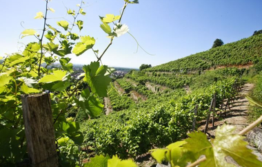 Badischer Weinradweg - Etappe 6: Kraichgau Süd | © Unbekannt