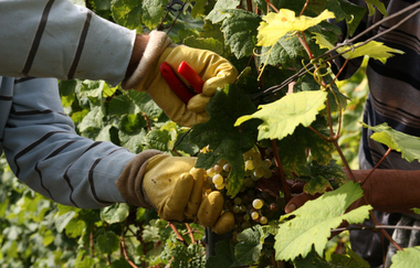 Badischer Weinradweg - Etappe 6: Kraichgau Süd | © Unbekannt