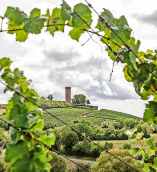 Burg Ravensburg im Fokus | © Thomas Rebel