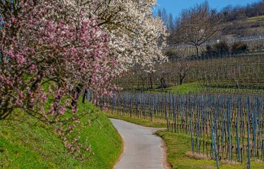 Ein Wanderweg führt durch die Landschaft, links sind Mandelbäume in voller Blüte, rechts sieht man Weinberge. | © Thomas Fischer