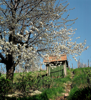 Ein kleines Häuschen inmitten der Weinberge am Hang mit einem blühenden Obstbaum. | © Maria Zimmermann