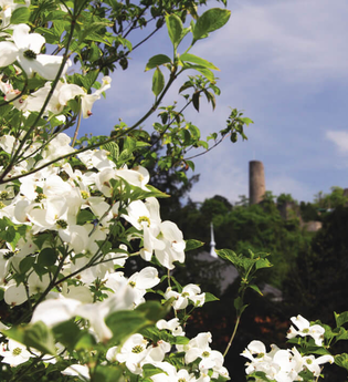 Im Vordergrund ist ein weißblühender Busch, im Hintergrund ist auf dem bewaldeten Hügel die Burg vor strahlend blauem Himmel zu sehen. | © Maria Zimmermann