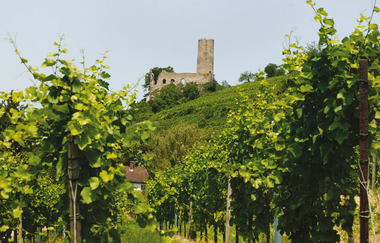 Eine Burgruine thront über den Weinbergen | © Ludwig März