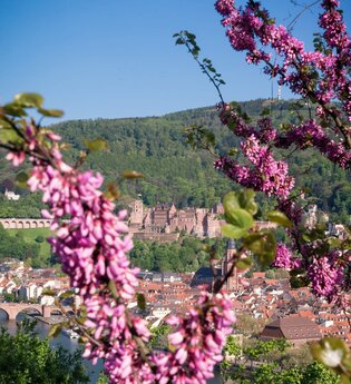 Bergsträßer Blütenweg - Etappe 5: von Schriesheim nach Heidelberg