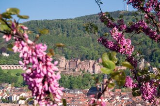 Bergsträßer Blütenweg - Etappe 5: von Schriesheim nach Heidelberg