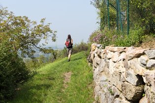 Eine Frau wandert auf einem grasbewachsend Pfad auf dem Blütenweg vorbei an einer Natursteinmauer