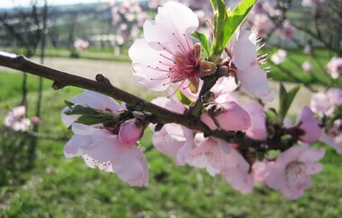 Eine Nahaufnahme eines Zweigs mit rosa Mandelblüten. | © kreativ fee
