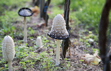 Pilze auf dem Waldboden | © Roland Robra