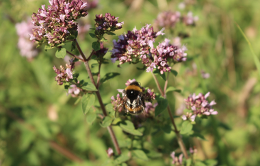 Eine Hummel sammelt Nektar am Wegesrand auf einer rosa Blume | © Brigitte ZimmermannPetrullat