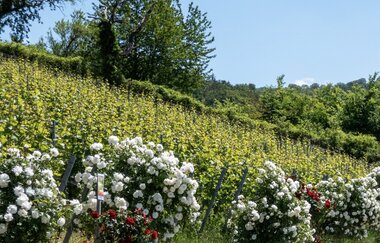 Bergsträßer Burgensteig - Etappe 4: von Heppenheim nach Hemsbach | © Roland Robra