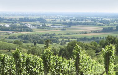 Bergsträßer Burgensteig - Etappe 4: von Heppenheim nach Hemsbach | © Bettina Gessinger