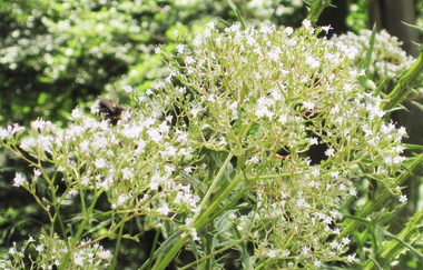 Bergsträßer Burgensteig - Etappe 4: von Heppenheim nach Hemsbach | © Bettina Gessinger