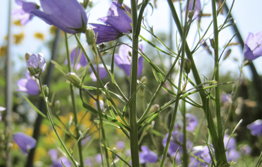 Bergsträßer Burgensteig - Etappe 4: von Heppenheim nach Hemsbach | © Bettina Gessinger