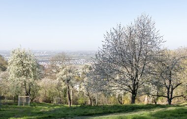 Bergsträßer Burgensteig - Etappe 6: von Weinheim nach Hirschberg-Großsachsen | © Roland Robra / Tourismus Service Bergstrasse Burgensteig