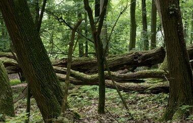 Bergsträßer Burgensteig - Etappe 6: von Weinheim nach Hirschberg-Großsachsen | © Roland Robra / Tourismus Service Bergstrasse Burgensteig