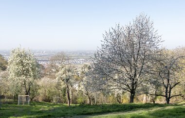 Bergsträßer Burgensteig - Etappe 6: von Weinheim nach Hirschberg-Großsachsen | © Roland Robra