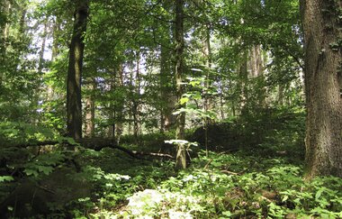 Bergsträßer Burgensteig - Etappe 6: von Weinheim nach Hirschberg-Großsachsen | © Bettina Gessinger