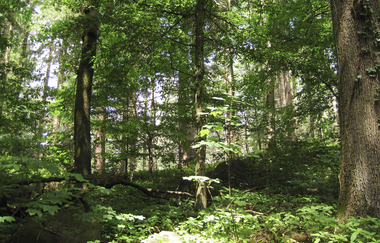 Bergsträßer Burgensteig - Etappe 6: von Weinheim nach Hirschberg-Großsachsen | © Bettina Gessinger