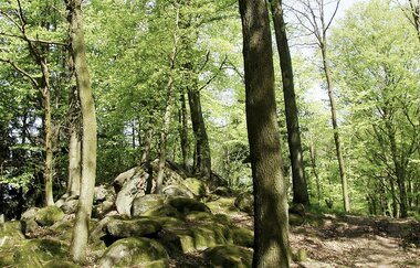 Bergsträßer Burgensteig - Etappe 7: von Hirschberg-Großsachsen nach Schriesheim | © TSB