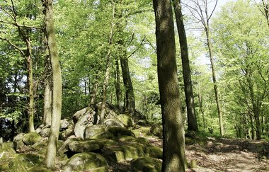 Bergsträßer Burgensteig - Etappe 7: von Hirschberg-Großsachsen nach Schriesheim | © TSB