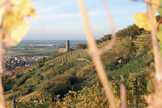 Bergsträßer Burgensteig - Etappe 8: von Schriesheim nach Dossenheim | © TSB