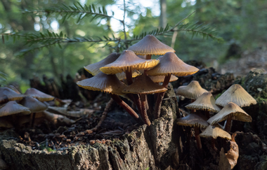 Bergsträßer Burgensteig - Etappe 8: von Schriesheim nach Dossenheim | © Roland Robra