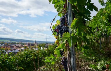Bikepacking-Overnighter: Gravelbike-Tour von Karlsruhe nach Heilbronn - Etappe 2 (Vaihingen a. d.  Enz - Heilbronn) | © Kraichgau-Stromberg Tourismus e.V.