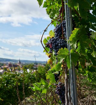 Bikepacking-Overnighter: Gravelbike-Tour von Karlsruhe nach Heilbronn - Etappe 2 (Vaihingen a. d.  Enz - Heilbronn) | © Kraichgau-Stromberg Tourismus e.V.