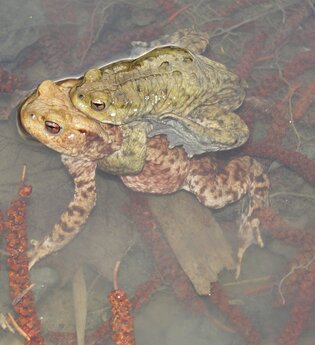 Biodiversitätspfad