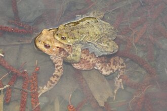 Biodiversitätspfad