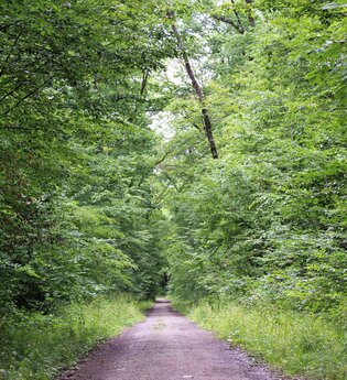 Bössinger Wald-Trail | © Unbekannt