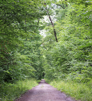 Bössinger Wald-Trail | © Unbekannt