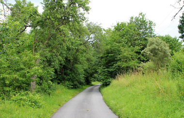 Bössinger Wald-Trail | © Unbekannt