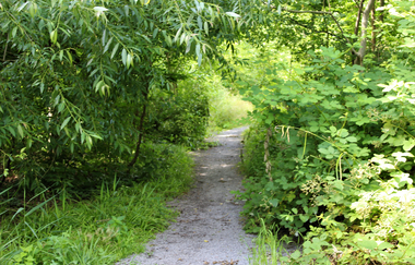 Bössinger Wald-Trail | © Unbekannt