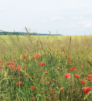 BR6 - Hohlwegewanderung Bruchsal - Unteröwisheim