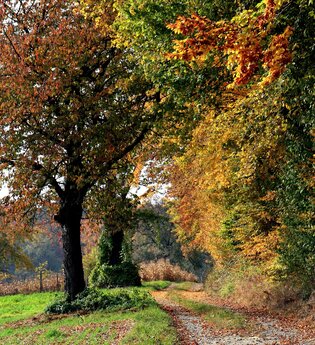 Bretten/Diedelsheim: Seebergweg | © Stadt Bretten