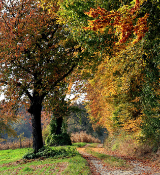 Bretten/Diedelsheim: Seebergweg | © Stadt Bretten